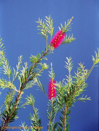 Aegypten Flora Fauna 1 Bild 18