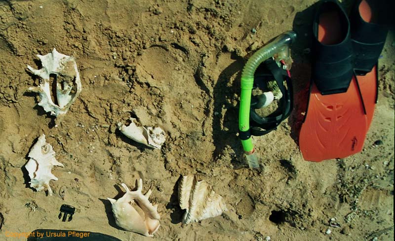 Aegypten Flora Fauna 1 Bild 21