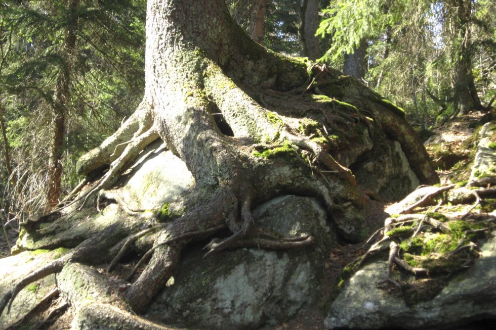 Clicca per vedere l'immagine alla massima grandezza