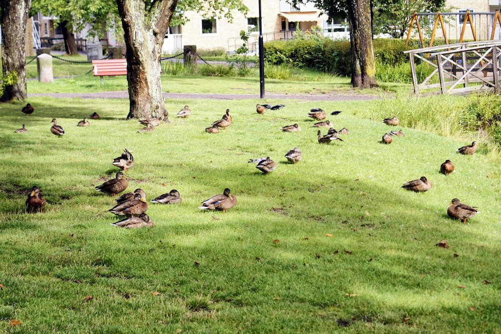 Klikkaa kuvaa nähdäksesi se täysikokoisena