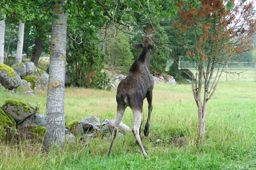 Klikkaa kuvaa nähdäksesi se täysikokoisena