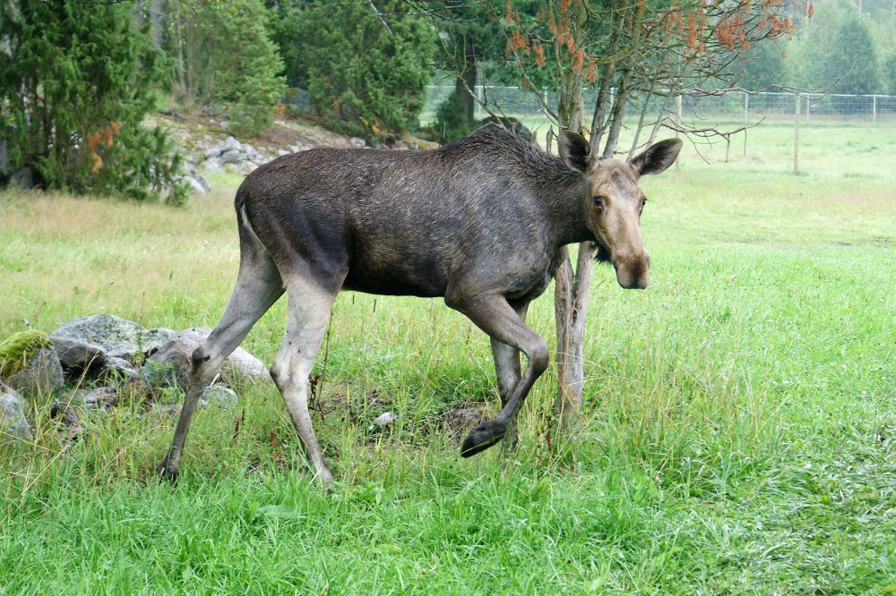 Klikni za sliku u punoj veličini