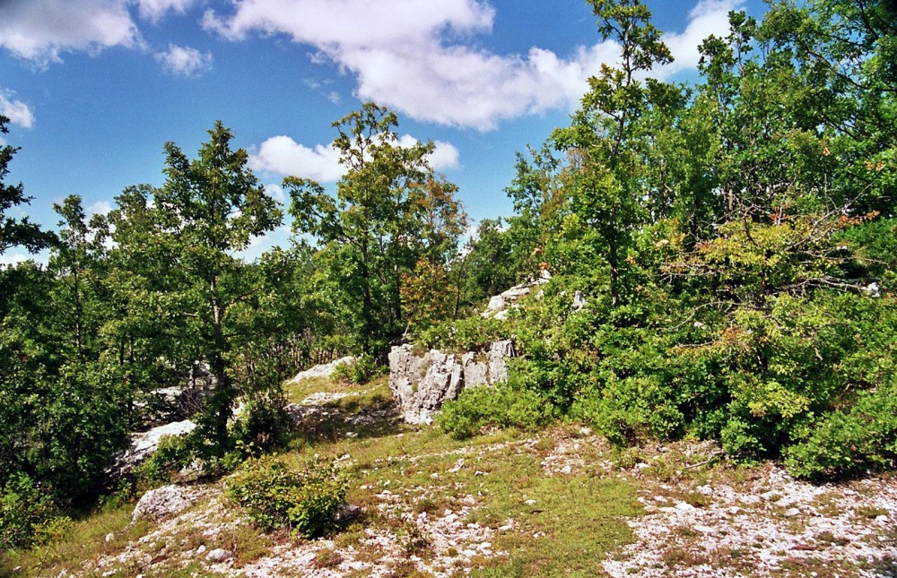 Clicca per vedere l'immagine alla massima grandezza