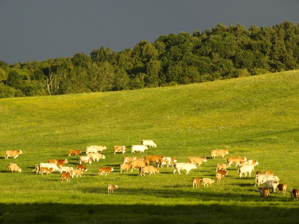 Klikni za ogled večje slike