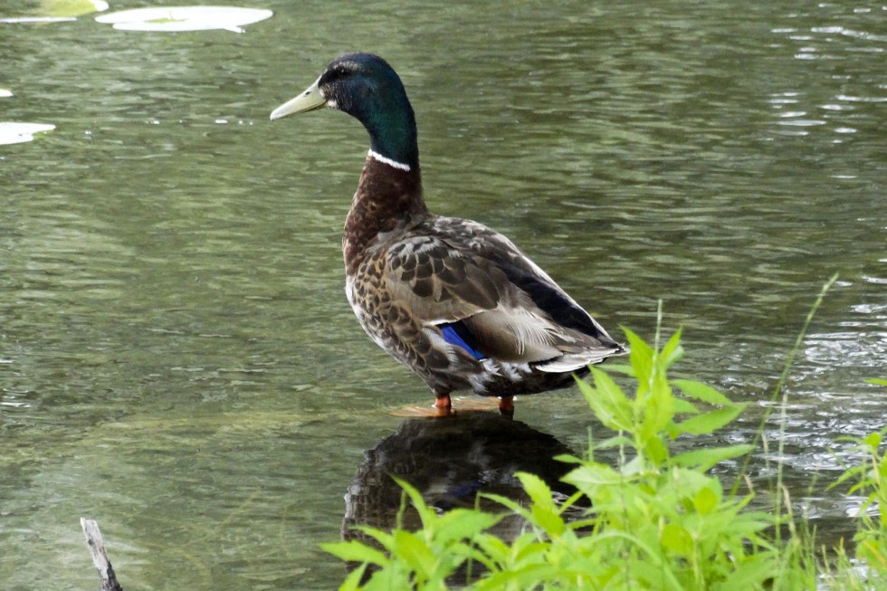 Klikni za ogled večje slike