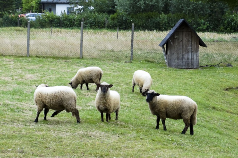 Klik op de foto om originele grootte te bekijken