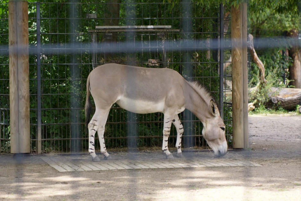 Kliknite pre zobrazenie veľkého obrázka