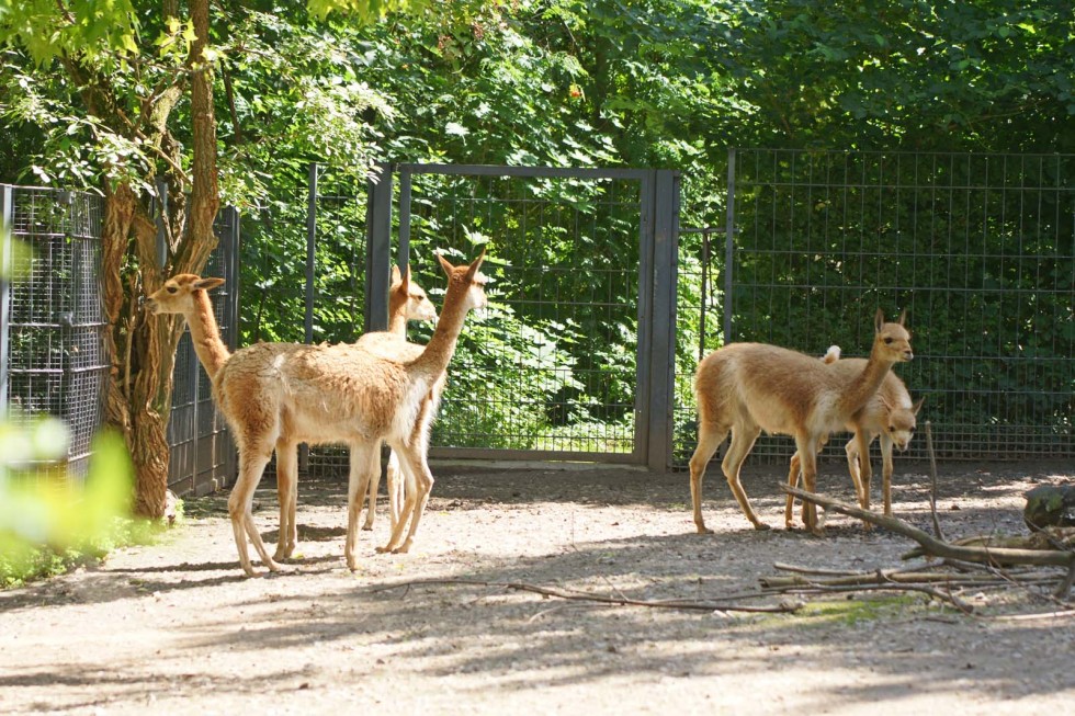 Klicken für Bild in voller Größe