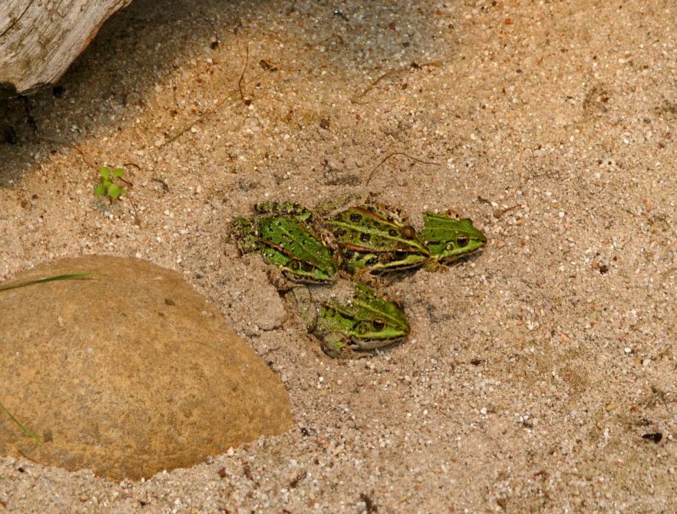 Klikkaa kuvaa nähdäksesi se täysikokoisena